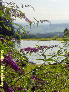 Alpenfreibad-Scheidegg