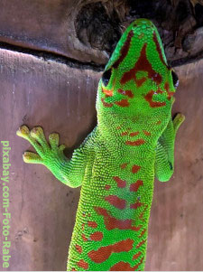 Reptilienzoo Scheidegg