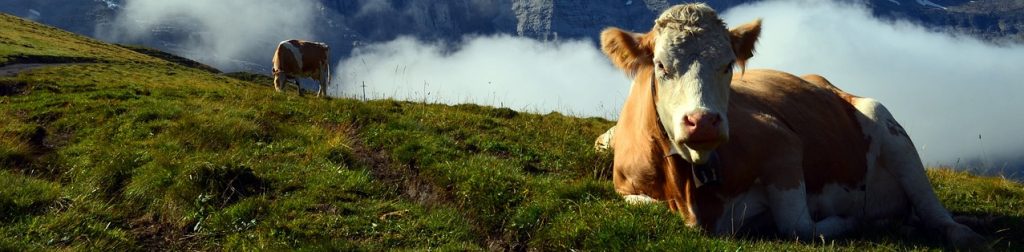 Algäuer Kühe auf der Weide